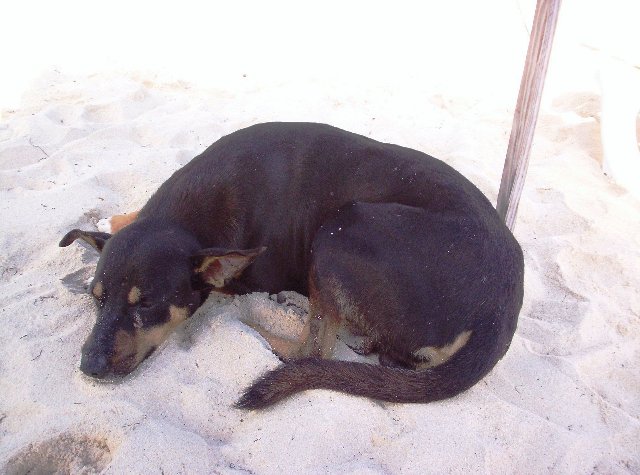 Cane che dorme sulla spiaggia